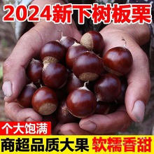 2024年丹东新鲜板栗生5斤整箱栗子当季油栗去壳锥蔬菜整箱包邮9