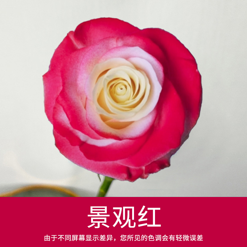 Material de embalaje de flores frescas Agente de tinción en aerosol de flores secas Salsa de ciruela negra Pintura en aerosol de flores Pintura en aerosol de flores Agente de color de flores