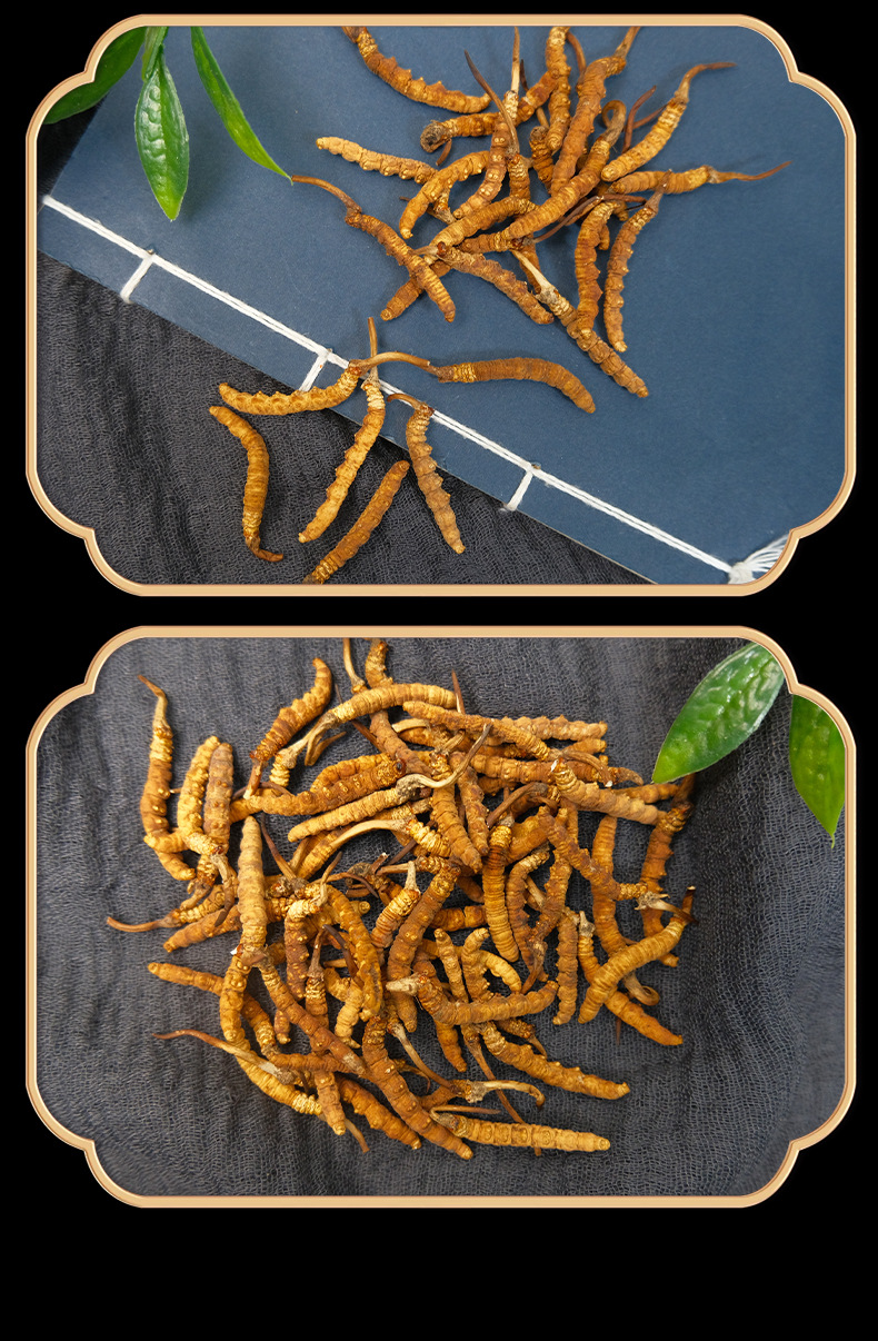 Premium Cordyceps Sinensis Gift Box Dried Tibetan Cordyceps for Traditional Herbal Soup quality and texture