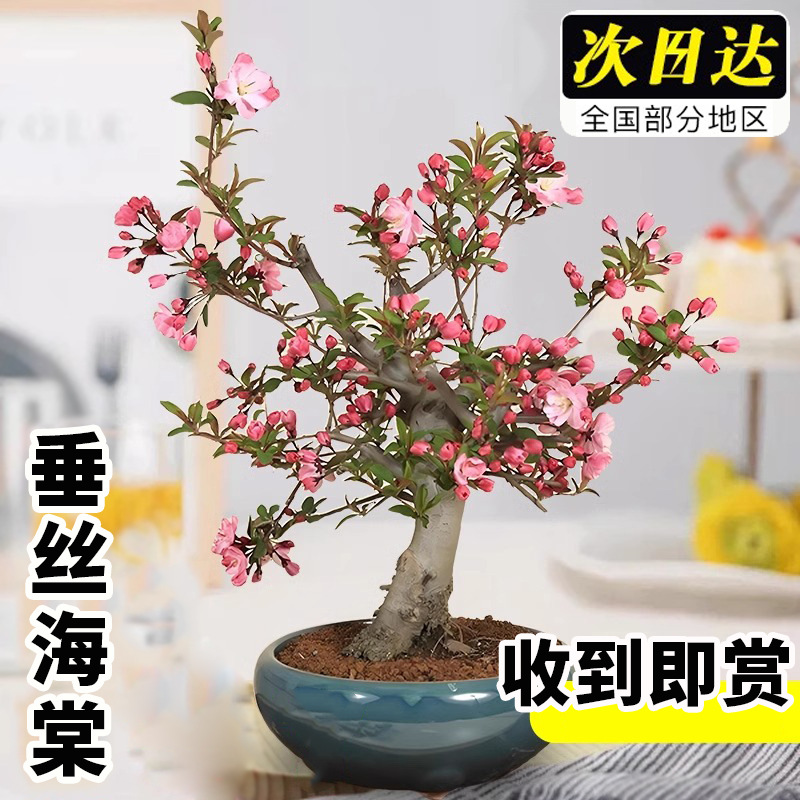 垂丝海棠花盆栽四季花卉带花苞树苗客厅耐寒绿植物盆景老桩室内外