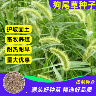 �S�����l��β�ݷN�� ��β���я;G�ݷN ���̾G���o�²ݷN���l