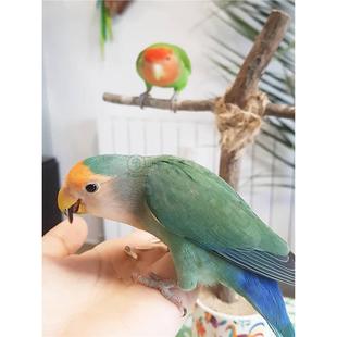 ��ɫĵ���W�^�r�B���B����ɐ��H�˻������B�H�˕��fԒ������ι�B