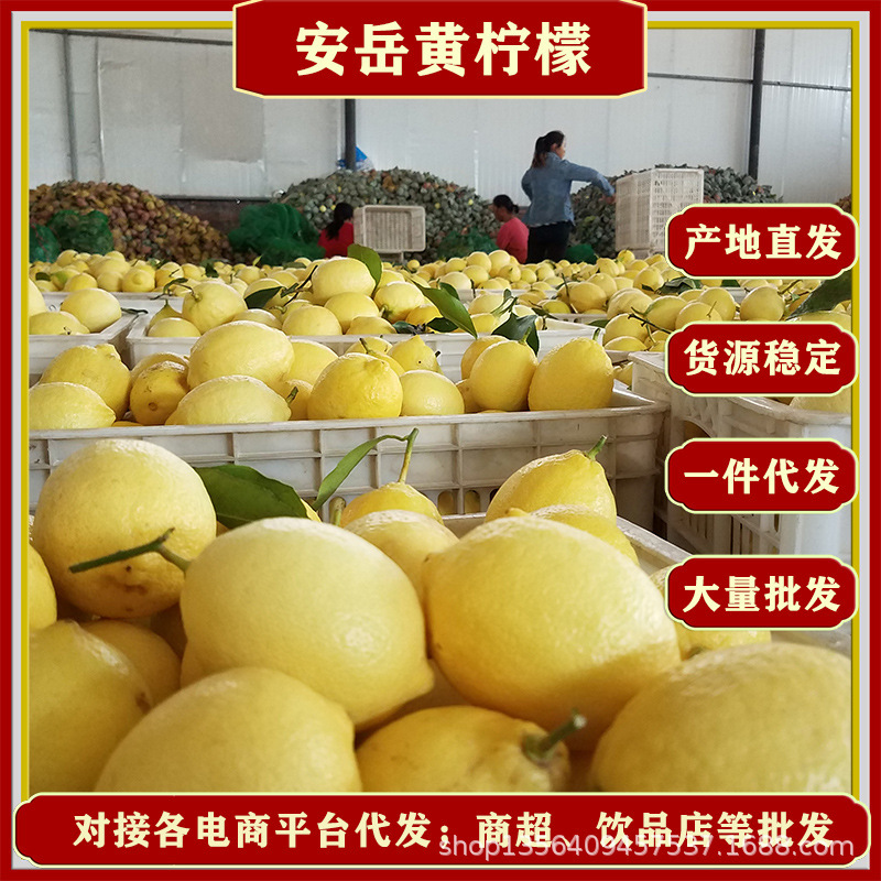 Sichuan Anyue Lemon Fresh Grade I Fruit Fresh Yellow Lemon Eurek Lemon Wholesale 5kg Available in Large and Large Sichuan Anyue Lemon Fresh Grade I Fruit Fresh Yellow Lemon Eurek Lemon Wholesale 5kg Available in Large and Large