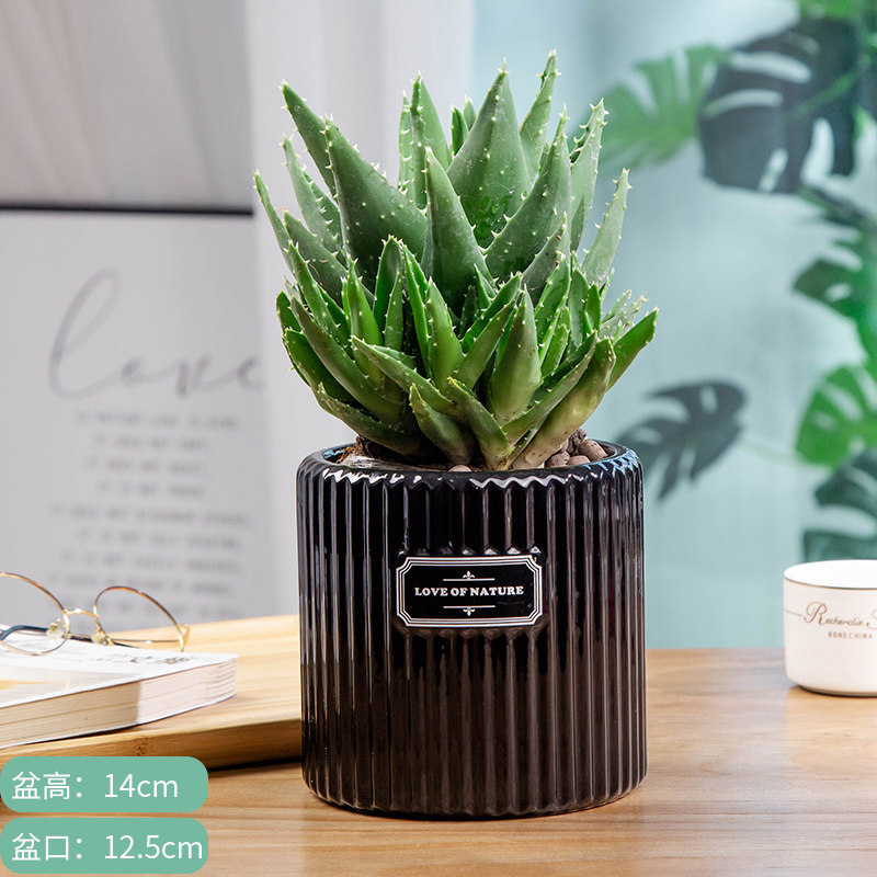 Night city aloe vera black round vertical pattern ceramic pot with free fertilizer
