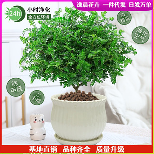 �����������ľ������ò�ֲ���҃��⻨���Ϙ��辰�׻��������·