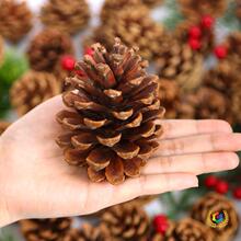 ✅圣诞节天然马尾松果手工创意diy干花森林材料野生松塔幼儿园装