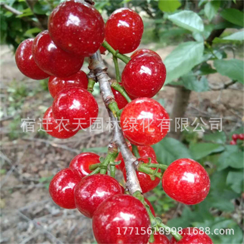 O1CN01r8iVgn1oOWCJlUejy_!!2153