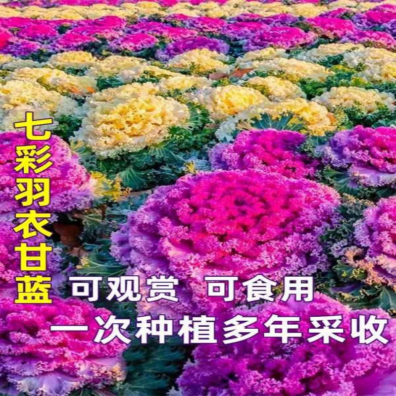 Оптовая продажа семян капусты декоративные съедобные горшечные семена капусты