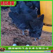 黑乌骨鸡苗五黑绿壳蛋鸡雏活体小苗出壳一日龄鸡仔厂家直发源头货