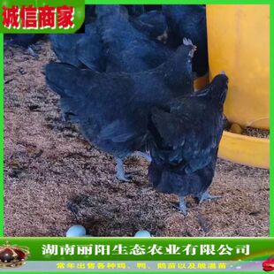 �ڞ����u����ھG�����u�r���wС�����һ���g�u�ЏS��ֱ�lԴ�^؛