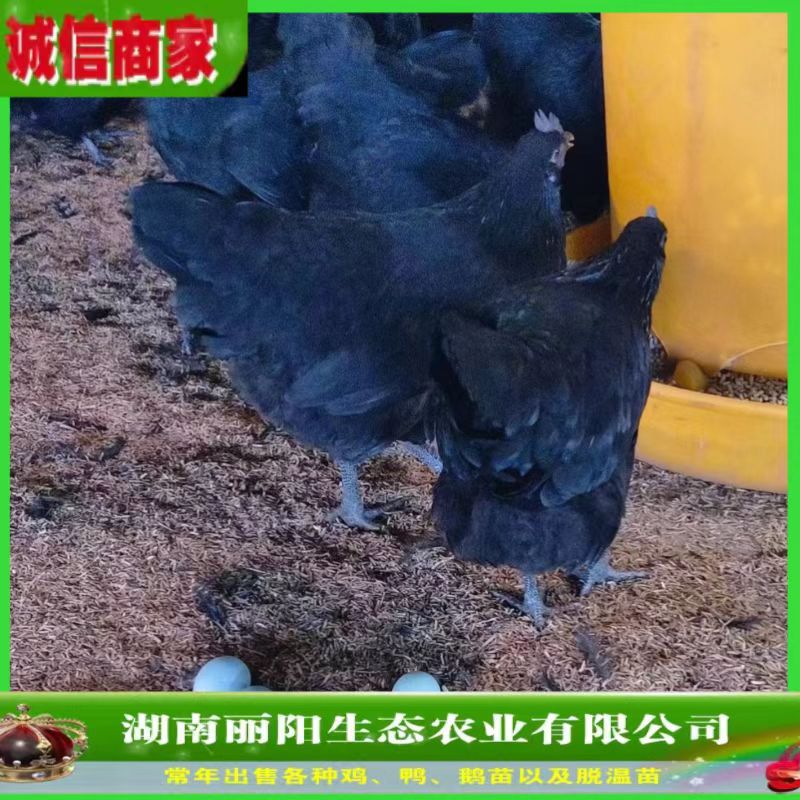 黑乌骨鸡苗五黑绿壳蛋鸡雏活体小苗出壳一日龄鸡仔厂家直发源头货
