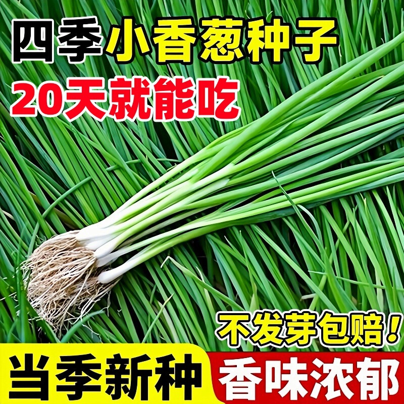 Four-Season Chive Seeds Authentic Red Onion Seeds Chive Seeds Large Chive Small Chive Seeds Balcony Potted Vegetable Seeds