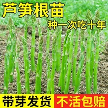 芦笋根苗现挖新芦笋苗四季种植秧苗盆栽芦笋种籽蔬菜苗食用田园
