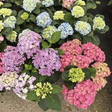 基地批发 木绣球八仙花  工程绿化小杯大杯毛球