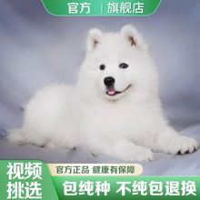 纯种萨摩耶犬幼犬活体雪橇犬微笑天使萨摩耶幼犬活物出售萨摩耶犬