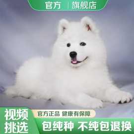 纯种萨摩耶犬幼犬活体雪橇犬微笑天使萨摩耶幼犬活物出售萨摩耶犬