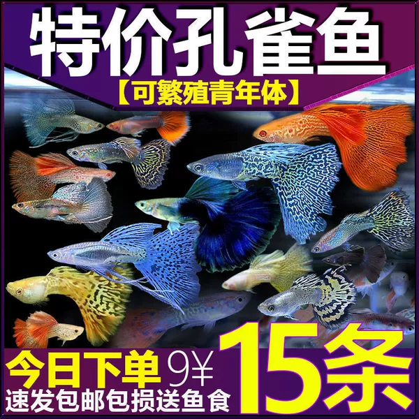 10 peacocks with 5 free (15 pieces in total)