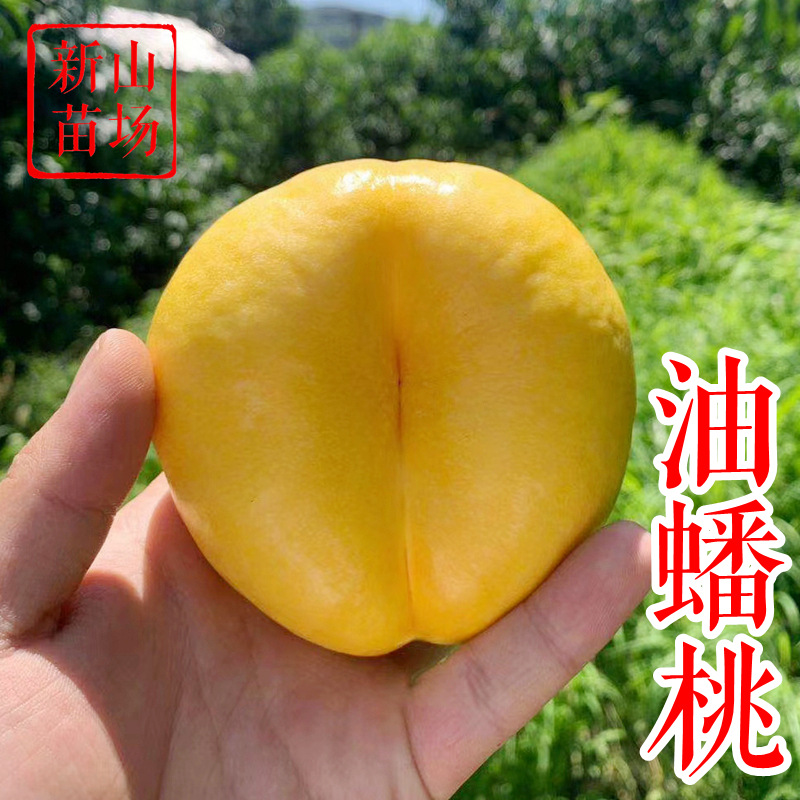 中油蟠9号 7-7 油蟠九号郑果所新品种 金霞黄肉油蟠桃子树苗