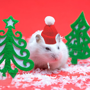 Amazon new pet hamster Christmas hat holiday dress hat Totoro gold bear wool hat spot wholesale
