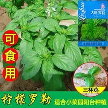 食用大叶罗勒种子九层塔金不换种籽防蚊植物庭院阳台盆栽蔬菜种子