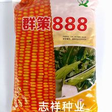 大田种植四川群策888玉米种子国审苞谷白轴硬粒黄色1kg云贵川