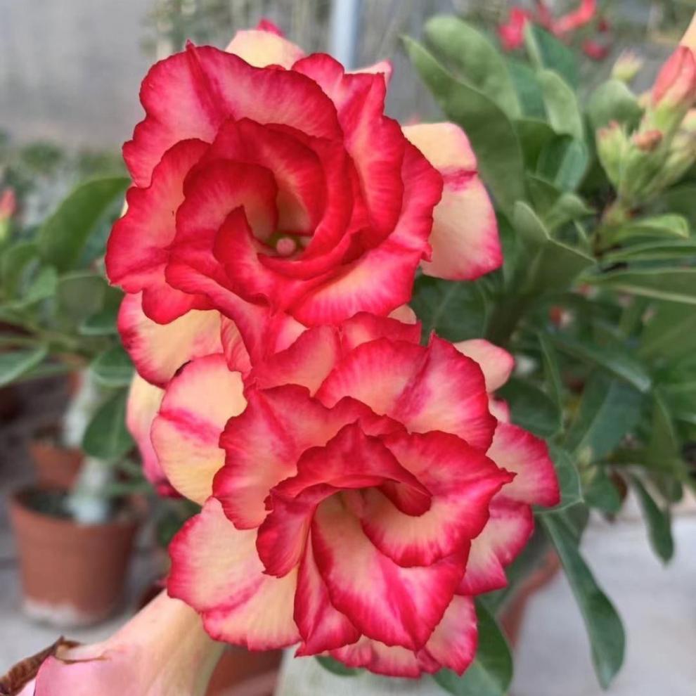 bf854ef9-5c09-4c41-ae7c-668c7fbc13a2.jpe