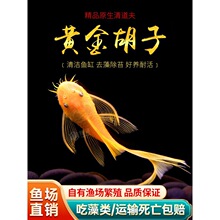 黄金胡子鱼大帆清道夫蓝眼胡子24K红眼清道夫除藻工具活鱼清洁鱼