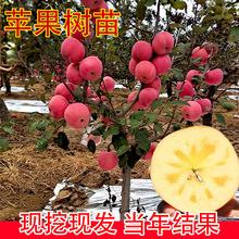 �O�����������Ϸ������Nֲ���Ա������O������簫�����䮔��Y��