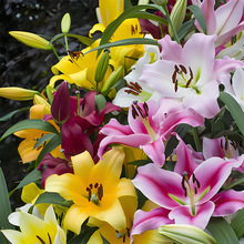 进口香水百合种球带芽四季开花室内阳台盆栽花卉绿植物室内好养活