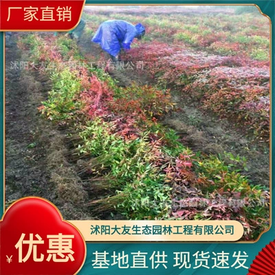 Nantianzhu Base Оптовая продажа сортов собственного производства Полный проект ландшафтного дизайна Озеленение рассады