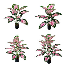 �羳��Ʒ���W�L�͏d����Gֲ��������Լ�ֲ���b�c��ɫ�ٻ�