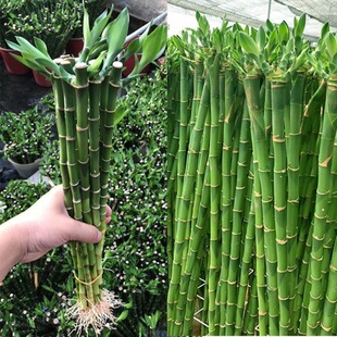 �k��������ֲ����_�\��֗U���F��ˮ�Bˮ��ֲ���҃��B�Gֲ�ļ�