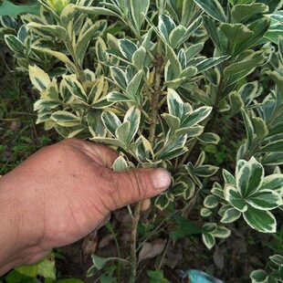 ��߅�S������S��ͥԺ�G����ľ�ļ������ͺ��^�~����h�ʳ��G����