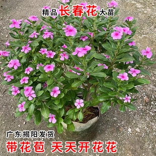�L������ ���մ� ���÷���� �͟��ͺ������L �_�������~÷����