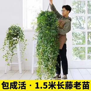 �����������k���҃��̨�����mֲ����ļ������L���ّ��˺��B�Gֲ