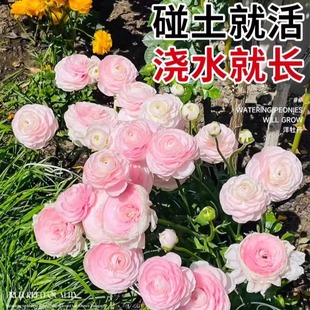 Ranunculus Bulbs, Imported Peony Potted Double Flower Seedlings, Indoor and Outdoor Four-Season Flowering Plants and Florals