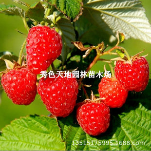 Qiufu Three-Season Red Raspberry Saplings Extra-Large Balcony Potted Fruit Seedlings North and South Tree Raspberries Mature Early and Bear Fruit in the Same Year