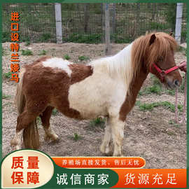 儿童乘骑马匹观赏矮脚马活体养殖场 供应景区观赏矮马宠物小矮马