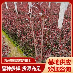 Base Supplies House Gardening Plants, Colorful Leaf Flowers, Shrubs, Ground Planting Seedlings, Road Greening Purple Leaf Dwarf Cherry Saplings