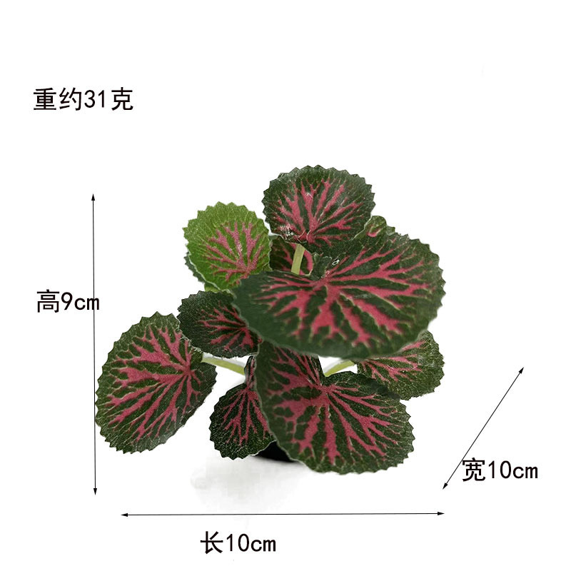 Green Edge Red Leaf plantas acuáticas (medianas)