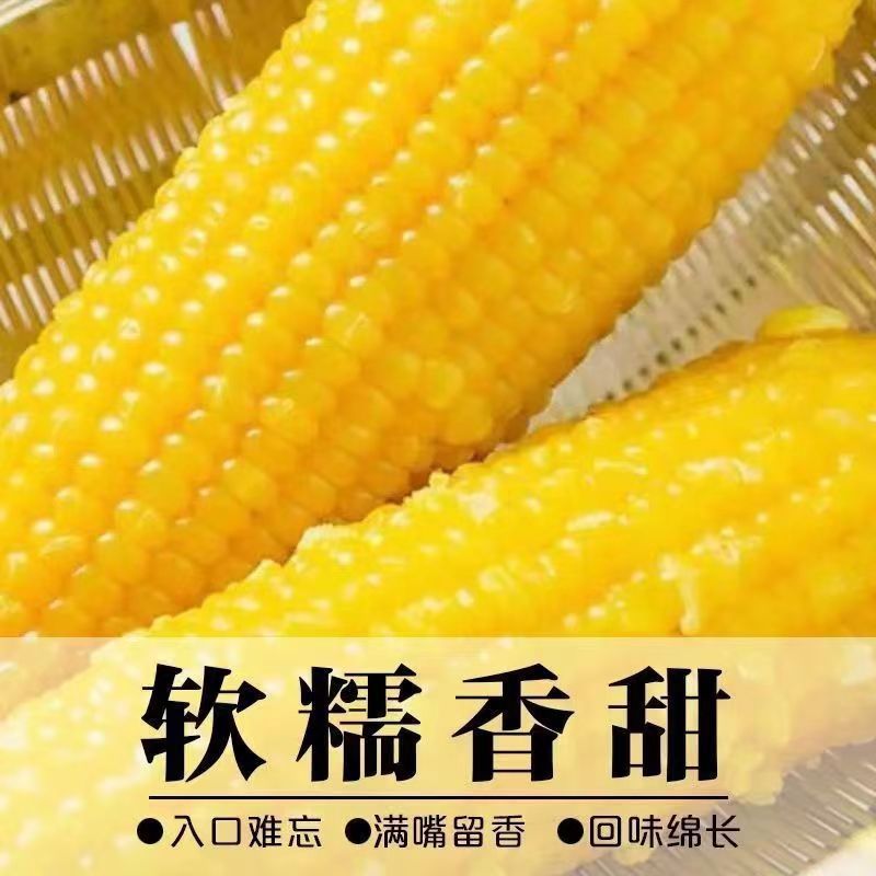 【整箱根】正宗东北黄糯玉米香甜黏糯粘新鲜非转基因餐代肥减|undefined