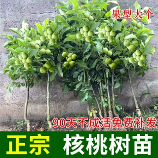 嫁接核桃树苗果树苗南北方种植山核桃苗8518地栽薄壳纸皮当年结果