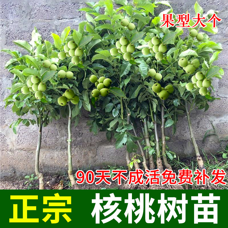 嫁接核桃树苗果树苗南北方种植山核桃苗8518地栽薄壳纸皮当年结果