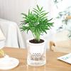 Plastic lazy flower pot, Nordic style, transparent hydroponic green plant, rich tree, green Luo Luo Hansong office indoor potted plants