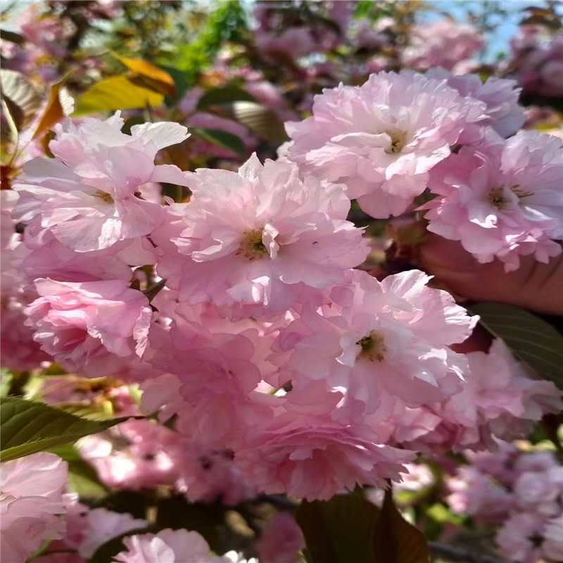 日本樱花树苗盆栽花卉庭院别墅绿化植物室内外好养的四季开花