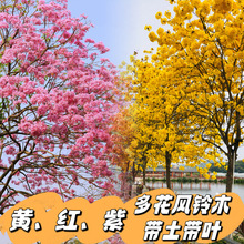 �����S���L�ľ��e��ͥԺУ�@�е��L����໨�t���ϻ��L�ľ����