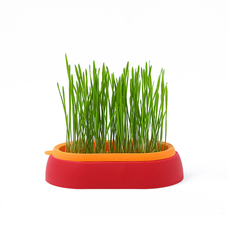 Placa de cultivo de plantas transfronterizas de hierba de gatos en maceta sin suelo hidroponía de gatos menta para el cultivo de hierba de lana para gatos