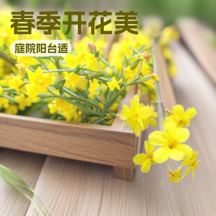 ӭ�����紹�������B�N������ͥԺ�̨�G�������Ե��������ͺ�ֲ��