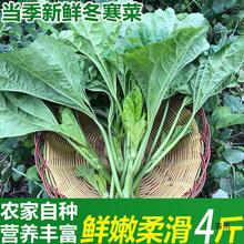 现摘四川冬寒菜3斤新鲜蔬菜东汉菜鲜嫩马蹄菜冬苋菜