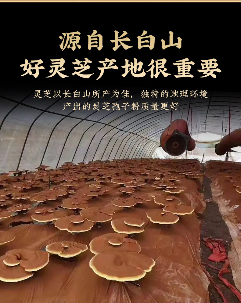 Reishi Spore Powder (Ganoderma lucidum) — Cell-Wall-Broken Ling Zhi Spores from Changbai Mountain key features